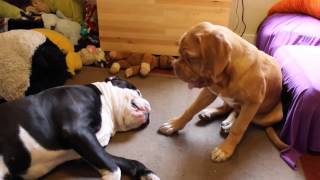 Dogue de Bordeaux puppy and her BFF [upl. by Austine]