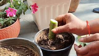 Dieffenbachia Propagation by Cutting  How to multiply DieffenbachiaDumb cane [upl. by Lalage]