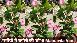 How to get heavy blooming from mandevilla flower vine soil mixture sunlight water and fertilizer [upl. by Hnirt]