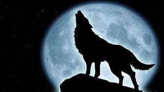 Wolf Music Instrumental  Full Moon [upl. by Schnorr]