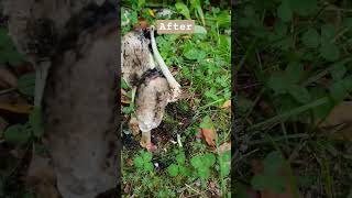 🍄COPRINUS COMATUS🍄Is It EdibleWhite Mushroom Before And After Days Sieni mushroom autumn [upl. by Russel]