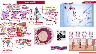 FISIOLOGÍA DE EMBARAZO OBSTETRICIA [upl. by Donelson]