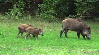 WILDSCHWEIN ELSA  Teufelssee Berlin 2020 [upl. by Godewyn]