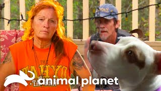 Home Visit with Potential Adopters Raises Several Red Flags  Pit Bulls and Parolees  Animal Planet [upl. by Betthezul]