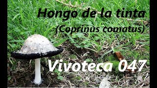 Vivoteca 47 Hongo de la Tinta Coprinus comatus [upl. by Tlaw]