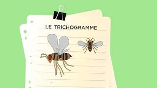 Comment agissent les trichogrammes pour lutter contre les ravageurs  exemple avec Trichotop Max [upl. by Synn227]