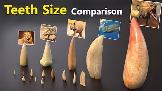 Teeth Size Comparison  Animal  Mammal  Monster  Fictional character teeth [upl. by Kalasky60]