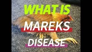 MAREKS DISEASE AND TREATMENT [upl. by Lotsirb]