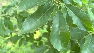 Chinquapin Chinkapin Oak  Quercus muehlenbergii  10 year old tree producing acorns [upl. by Halak804]