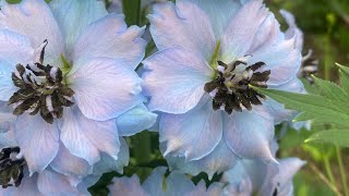 How To Make A Tall Floral Design Using Gladiola And Delphinium [upl. by Sall809]