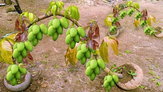 Unique​ Technique  Grafting Mango Tree Using Coconuts Growing Faster and Has Many Fruits [upl. by Blisse846]