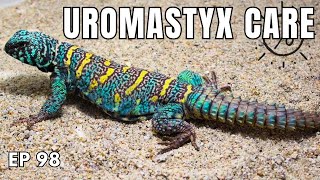 UROMASTYX CARE  Advice from Expert Breeder [upl. by Dnesnwot]