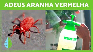 Como ELIMINAR ARANHA VERMELHA das PLANTAS 🕷️🌿  5 remédios caseiros ✅ [upl. by Glover955]