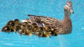 Ducks enjoying our swimming pool [upl. by Mccord717]