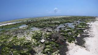 The Sands Beach Resort Zanzibar Dongwe Beach at low tide [upl. by Laerdna]