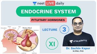 Endocrine System  L3  Pituitary Hormones  Unacademy NEET  LIVE DAILY  NEET Biology  Sachin Sir [upl. by Alejo]