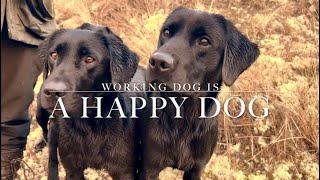 Scottish Labrador Retriever Gundogs Working Dogs Gundog Training Driven shooting [upl. by Akiras]