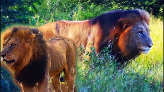 Western Gomondwane Male Lion Coalition Huge Male Lions Kruger National Parklion lions [upl. by Ainatnas947]