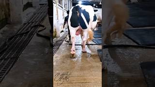 1200 kg Holstein Friesian bull [upl. by Debbie973]