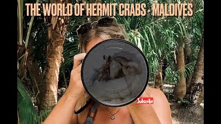 The World of Hermit Crabs  Maldives [upl. by Aurel]