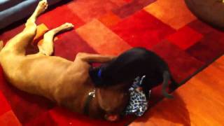 Neapolitan Mastiff vs Great Dane  Pitbull Mix [upl. by Raimundo819]