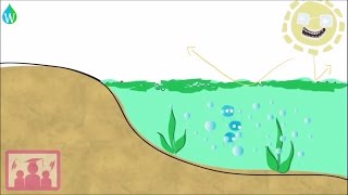 Eutrophication explained  WELS Waterpedia Environmental Learning Series [upl. by Jilly]