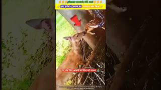 छोटे हिरण ने आदमी को धन्यवाद क्यों किया 🥹🙏 animal animals animallover animalrescue deer dog [upl. by Barnaba]