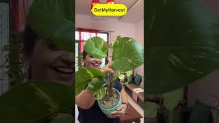 7 Plants with Big Leaves  बड़े पत्तों वाले पौधे shorts [upl. by Amla]