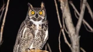 Great horned owl scream [upl. by Bergstrom]