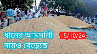 15 October 2024 আজকের ধানের বাজার দর paddy rice market price rates in pabna Bangladesh [upl. by Hatnamas]