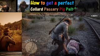 RDR2 How to get a perfect Collard Peccary Pig Pelt [upl. by Adeys]