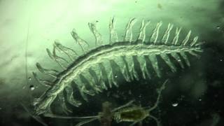 Annelida Tomopteris helgolandica a planktonic polychaete [upl. by Danila]