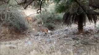 Sighting a Tiger at Sariska Tiger Reserve Rajasthan  Sariska National Park  Watch till the end [upl. by Neih]