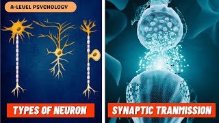 Neurons amp Synaptic Transmission  Excitation amp Inhibition  Biopsychology [upl. by Einaej341]