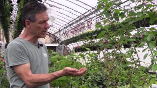 Growing Mulberries in Containers [upl. by Airotnes]