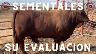 SEMENTALES su Evaluación  BEEFMASTER SUPREMO EPISODIO 32 [upl. by Enaujed]