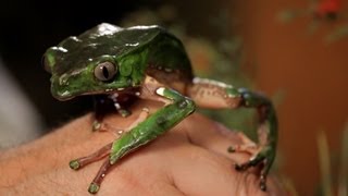 3 Care Tips for Waxy Monkey Frogs  Pet Reptiles [upl. by Notgnilliw127]