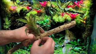 How I Mount Bromeliads to Wood for my Vivariums  Vriesea Fenestralis [upl. by Willing]