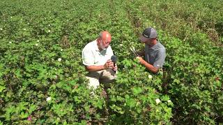 Part 2 Treating Verticillium Wilt in Cotton [upl. by Orutra]