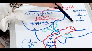 Heme degradation [upl. by Mirabelle]