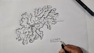 Lichen diagram for class 11 Biology [upl. by Nylcoj]