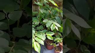 Strawberry tree Muntingia calabura grown from seed update 4 months later [upl. by Randal512]