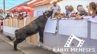 Tourada no JUNCAL com touros de HF 2017  Terceira Island Bullfight [upl. by Volding]