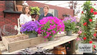 Commercial Grower Tips amp Benefits Senetti Pericallis [upl. by Etnod]