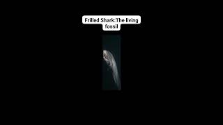 Frilled Shark The living fossil [upl. by Ahsini]