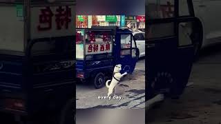 Loyal Dog Helps Owner in Selling Cold Skin Noodles [upl. by Mccomb605]