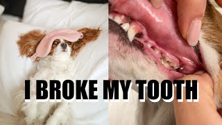 BEWARE OF BULLY STICKS  Fractured Carnassial premolar Tooth on Dog [upl. by Phipps287]