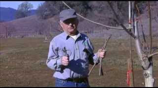 Budding Grafting and Planting Walnut Trees  UCANR [upl. by Aseeral]