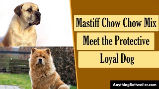 Mastiff Chow Chow Mix Meet the Protective Loyal Dog [upl. by Amedeo971]