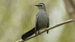 How Nature Works Catbird Mimicry [upl. by Mame60]